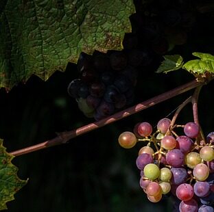 grapes 4429520_640 e1763088996620