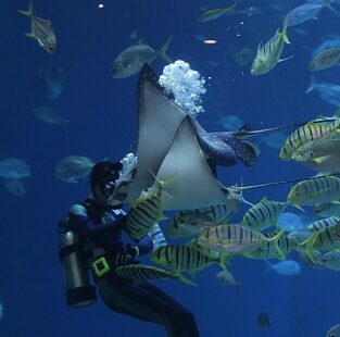 stingray 4392776_640 e1763088858970